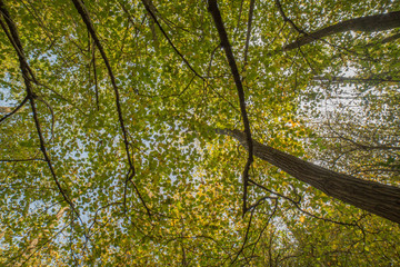 robinia forest, in the adda park