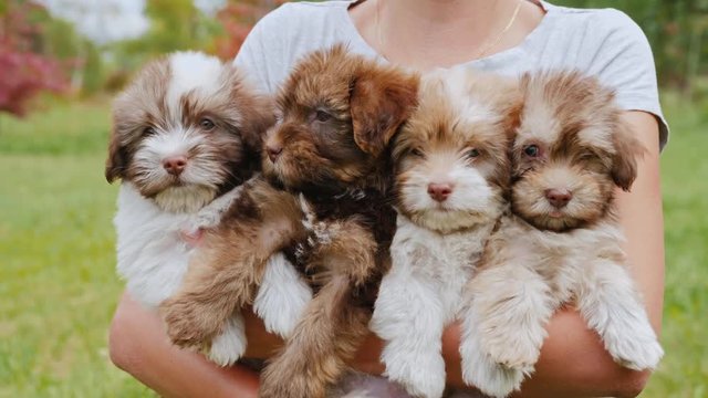 A woman is holding several puppies in her hands. Bounty of happiness