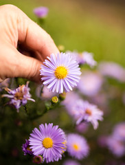 beautiful purple flower in a hand outdoors