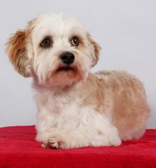 Havaneser Portrait im Studio