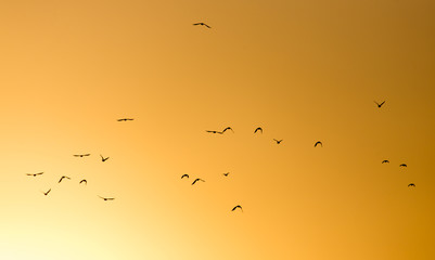 a flock of birds on the golden sunset