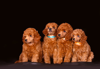 Many red puppies on a black background. Four poodles are posing in the studio. Small decorative dogs sit in a row. Horizontal isolated image.