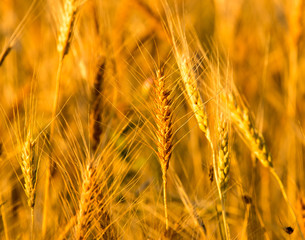 yellow ears of wheat at sunset in nature