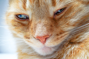 Portrait einer Hauskatze
