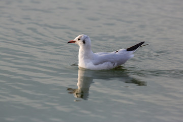 close portrait black-headed gull (Larus ridibundus) swimming water surface
