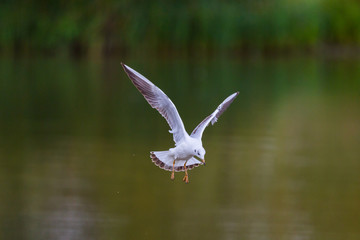 detailed portrait of natural flying black-headed gull ( Larus ridibundus)