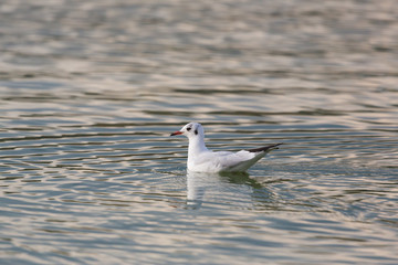 one isolated black-headed gull (Larus ridibundus) swimming water surface wave pattern