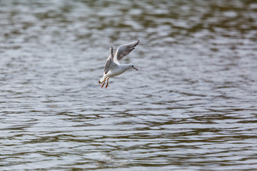 black-headed gull ( Larus ridibundus) in flight over water surface