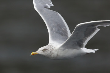 detailed portrait of flying seagull with spread wings