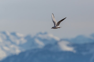 flying black-headed gull (Larus ridibundus) with snowy mountains