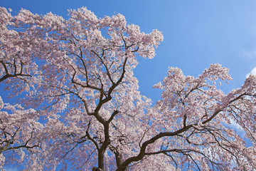 Naklejka premium 桜 さくら cherry blossom 福島県 滝桜