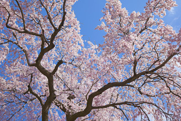 Fototapeta premium 桜 さくら cherry blossom 福島県 滝桜