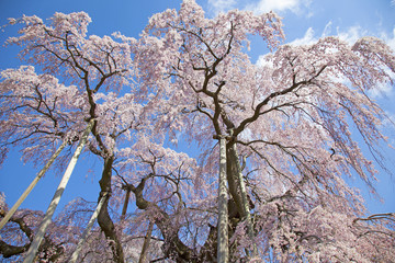 桜　さくら　cherry blossom　福島県　滝桜