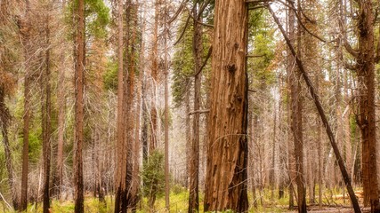 Yosemite Nationalpark Baumstämme