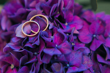 A pair of wedding rings flowers and petals of purple hydrangea close-up, macro