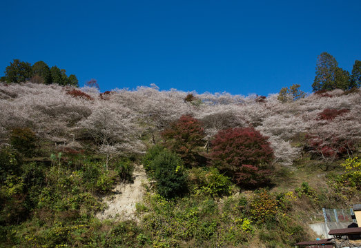 小原の四季桜