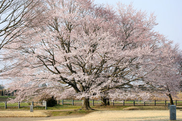 桜　さくら　cherry blossom　満開の桜