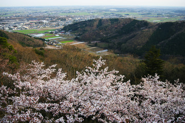 桜　さくら　cherry blossom　里山