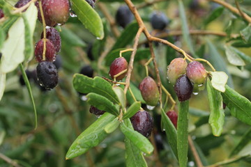 olives 2017