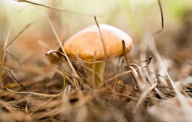 fresh edible mushroom in a forest in the nature
