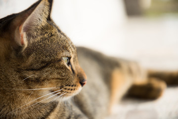 close up portrait cat