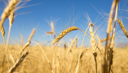 Yellow ears of wheat against the blue sky