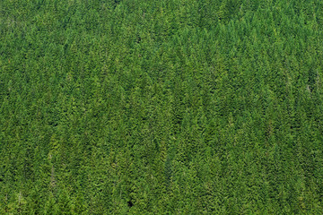 Fototapeta premium Pine Trees Create a beautiful green Texture background, Shot from a Distance