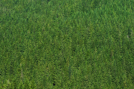 Pine Trees Create a beautiful green Texture background, Shot from a Distance