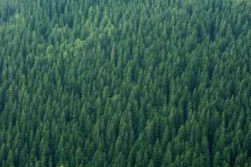 Les pins créent un beau fond vert de texture, tiré d& 39 une distance