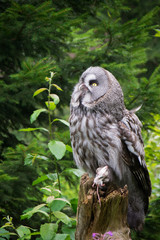 Owl