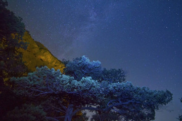 Starry night. The Milky Way over the mountains. Trees in the foreground.