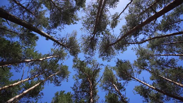 Beautiful tall pine tree forest with blue sky looking up and turning around