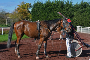 cheval de course