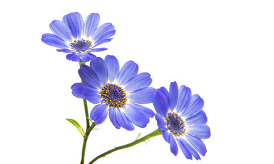 blue cineraria isolated