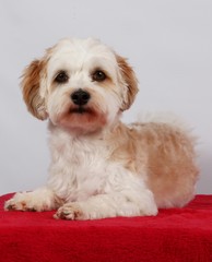 Havaneser Portrait im Studio