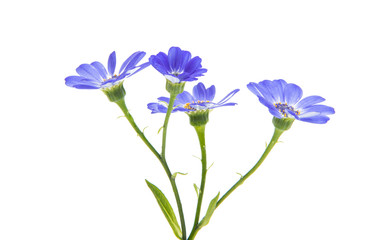 blue cineraria isolated