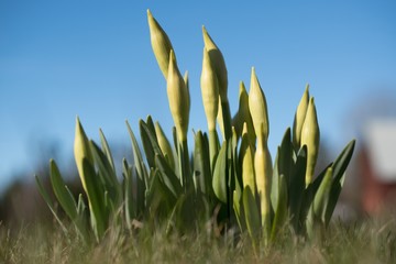 Daffodil buds