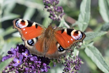 Peacock Butterfly