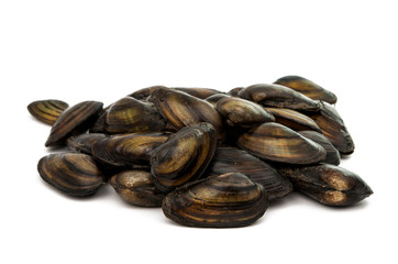 mussels isolated