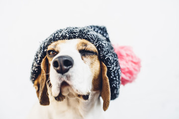 Beagle dog in woven pom pom hat with one eye closed