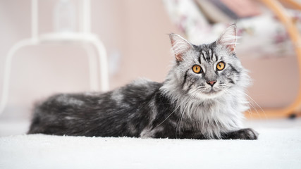 Beautiful silver Maine Coon cat in a bright room