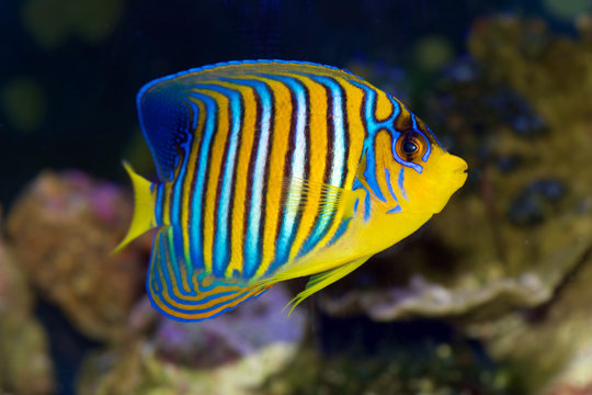 Fototapeta Regal Angelfish, Pygoplites diacanthus, from the Red Sea or Indian Ocean