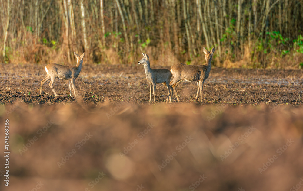 Wall mural Deers having a morning feast on the crop field at sunrise. Mild morning sunlight shines upon the field next to forest. Deer family staying together and protecting themselves.