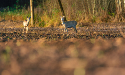 Obraz na płótnie Canvas Deers having a morning feast on the crop field at sunrise. Mild morning sunlight shines upon the field next to forest. Deer family staying together and protecting themselves.