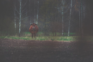 Cows eating grass in meadow. Dusky and gloomy weather surrounds the field covered with green grass....