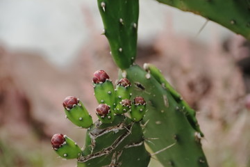 cactus and succulents with yellow flowers in spring