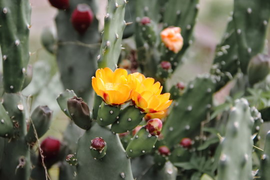 cactus and succulents with yellow flowers in spring