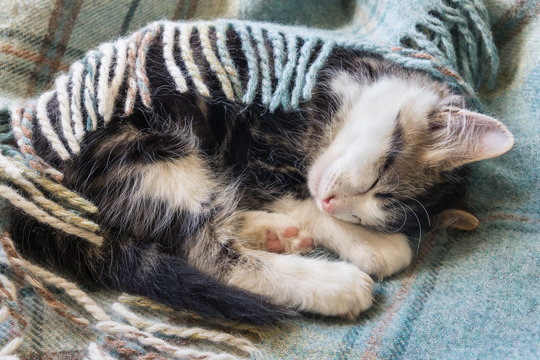 cute tabby kitten sleeping under wool blanket