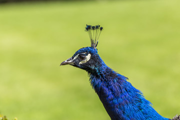 Closeup portait of a peacock