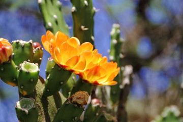 cactus and succulents with yellow flowers in spring